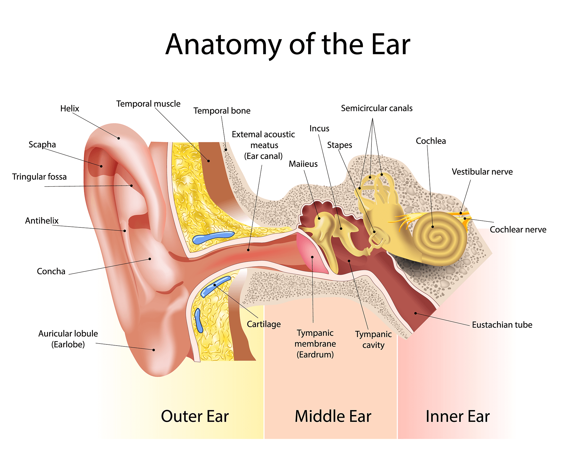 Butterfly-Audiology-Anatomy-of-the-Ear
